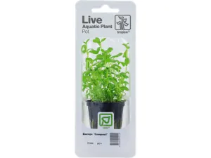Bacopa monnieri `Compact`