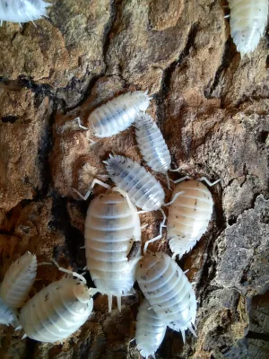 ISOPOD PORCELLIO WHITE