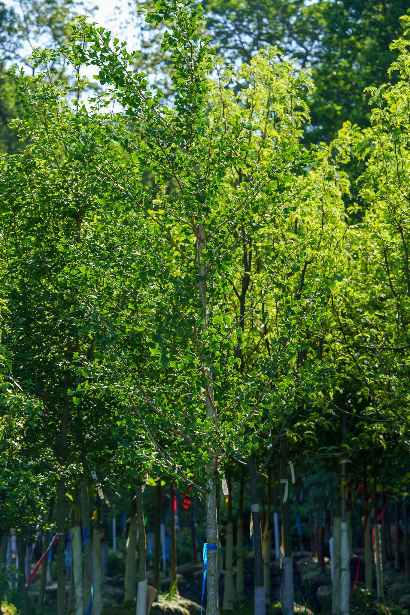 Magyar Ginkgo