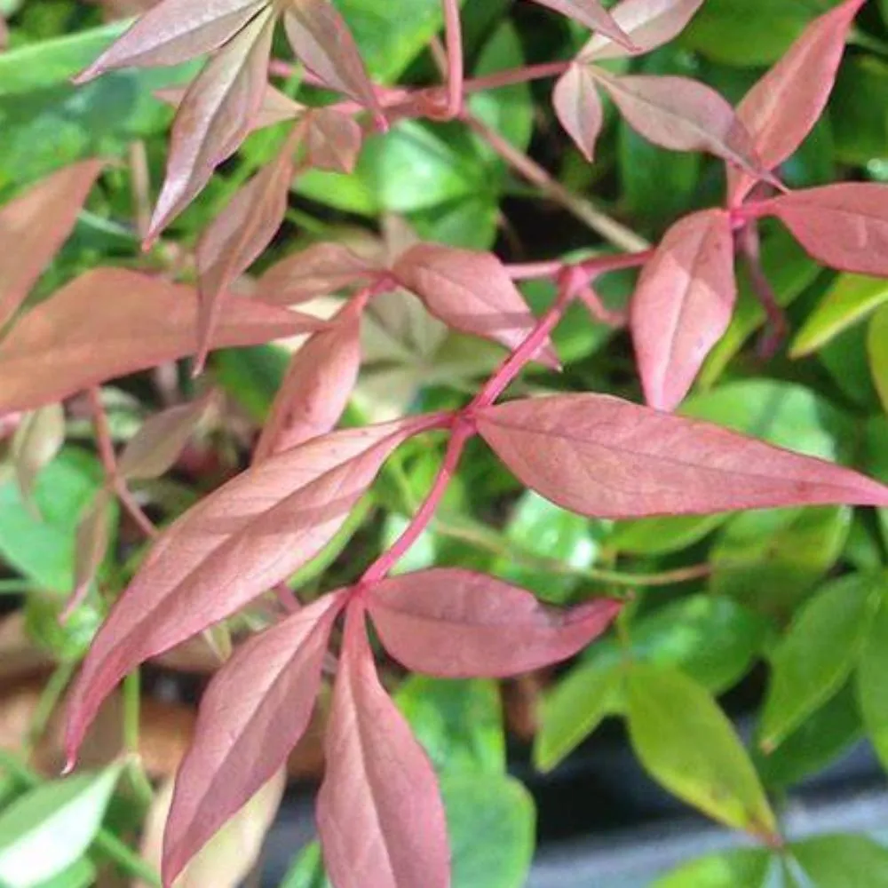 Nandina Bonfire