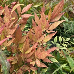 Nandina Bonfire