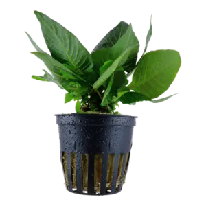 Tropica Hygrophila 'Compact'