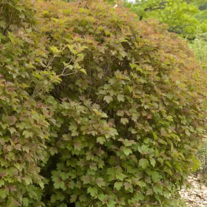 Viburnum:  'Bailey Compact'