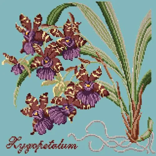 Zygopetalum (Ladybird Orchid)