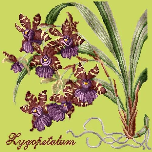 Zygopetalum (Ladybird Orchid)