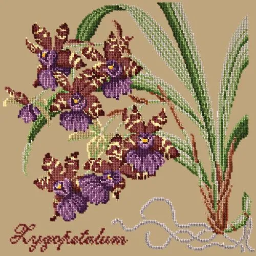 Zygopetalum (Ladybird Orchid)