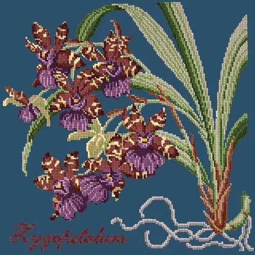 Zygopetalum (Ladybird Orchid)