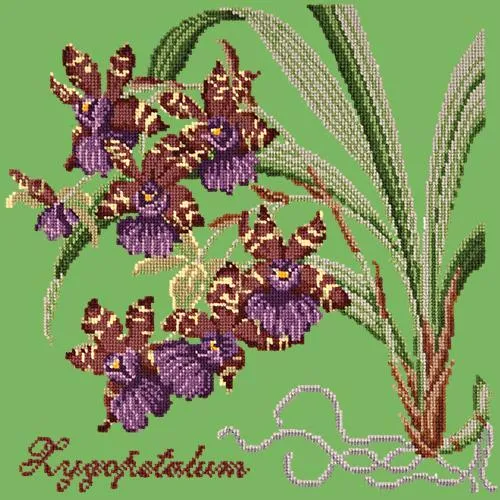 Zygopetalum (Ladybird Orchid)