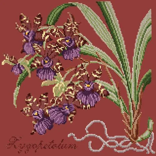 Zygopetalum (Ladybird Orchid)