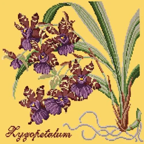 Zygopetalum (Ladybird Orchid)