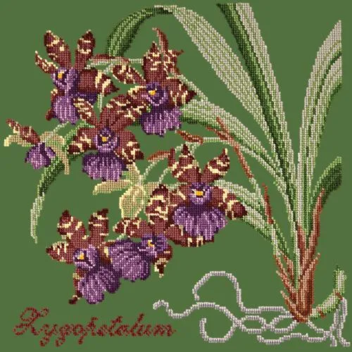 Zygopetalum (Ladybird Orchid)