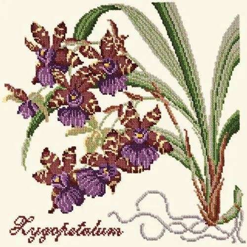 Zygopetalum (Ladybird Orchid)