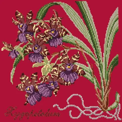 Zygopetalum (Ladybird Orchid)