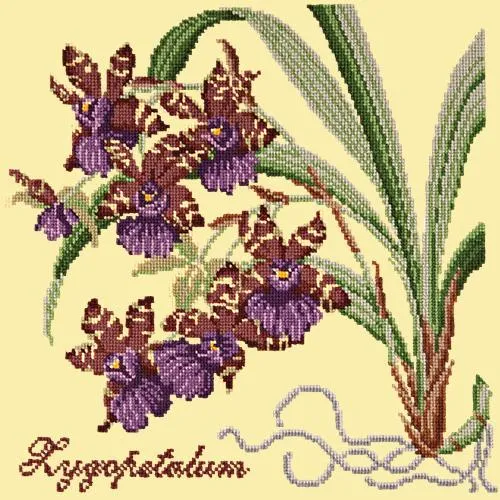 Zygopetalum (Ladybird Orchid)