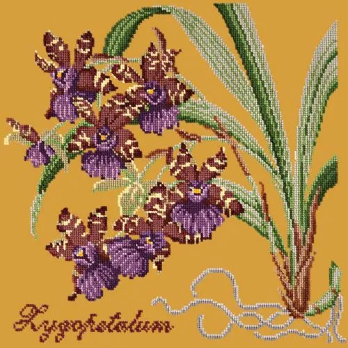 Zygopetalum (Ladybird Orchid)