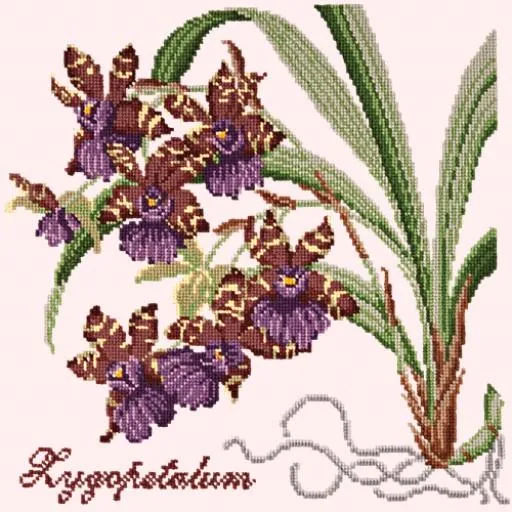 Zygopetalum (Ladybird Orchid)