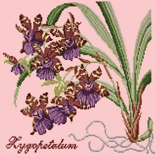 Zygopetalum (Ladybird Orchid)