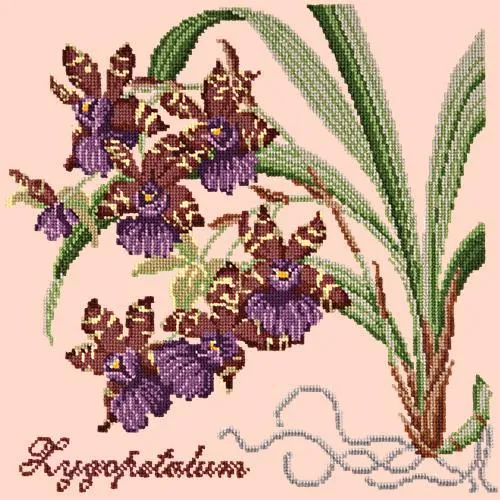 Zygopetalum (Ladybird Orchid)