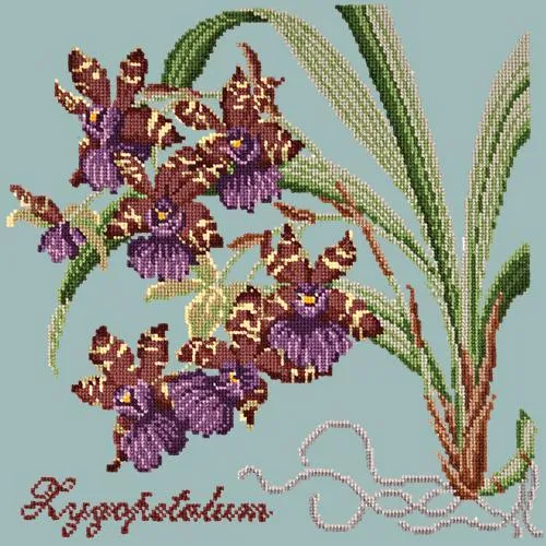 Zygopetalum (Ladybird Orchid)