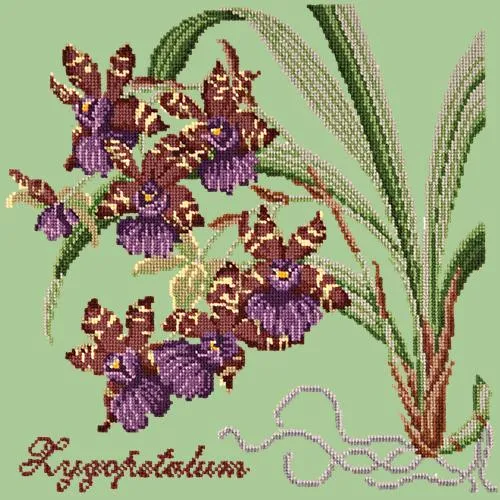 Zygopetalum (Ladybird Orchid)